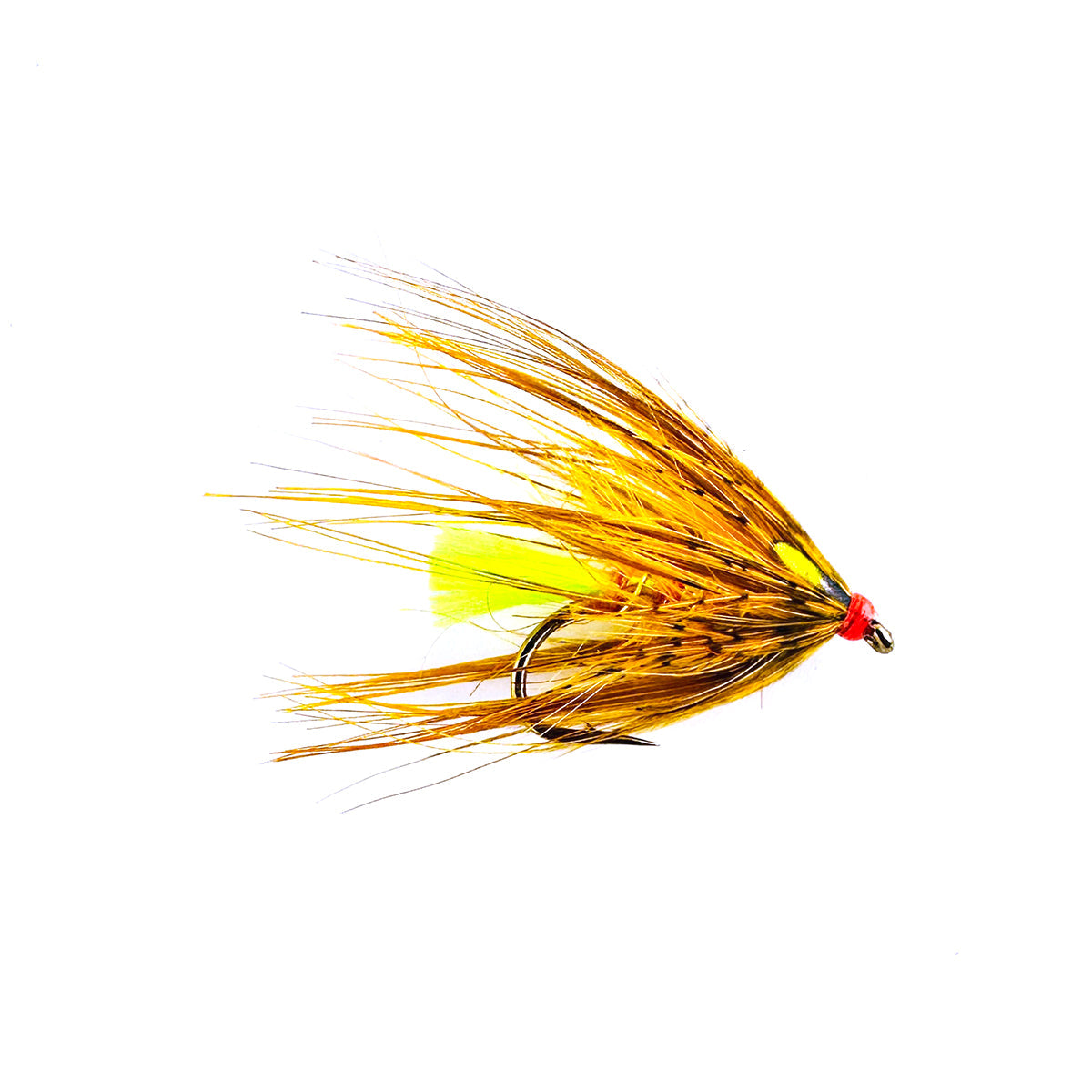 Golden Olive Octopus Limestone Fly